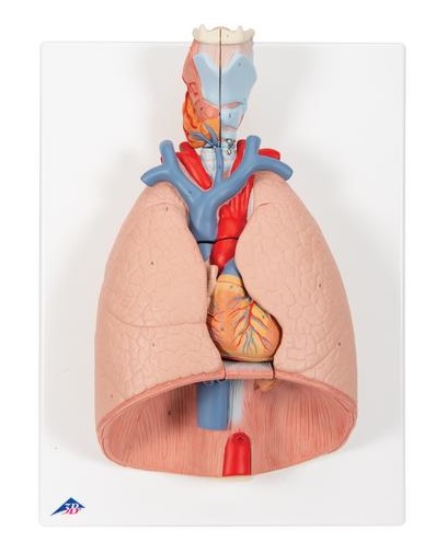 Model ľudských pľúc s hrtanom, 7-dielny