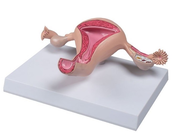 Model ženskej maternice
