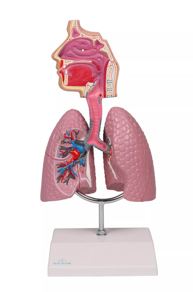 Ľudská dýchacia sústava – model pľúc EZ (rozšírená realita)