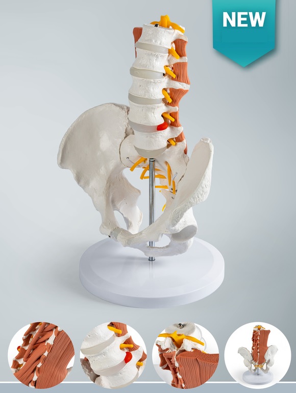 Model mužskej panvy s bedrovou chrbticou a so svalmi