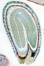 Capsella zrelé embryo, sec.