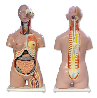 Dual-sex ľudské torzo, otvorená chrbtica