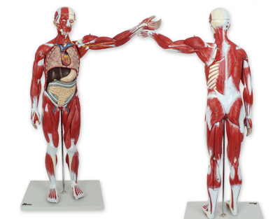 Model - Svalový systém