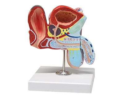 Model - Mužský pohlavný orgán