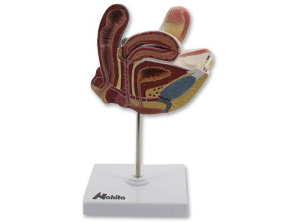 Model - Mužské pohlavné orgány