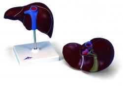 Model - Pee so lnkom