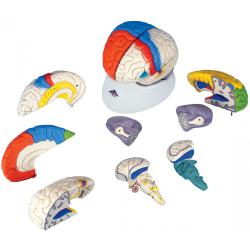 Model - Mozog neuroanatomick, 8-dielny