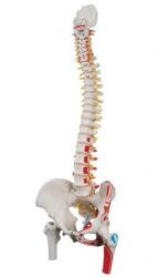 Model - Chrbtica s pohyblivmi stavcami, 83 cm