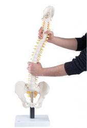 Model - Prun model chrbtice, 90cm