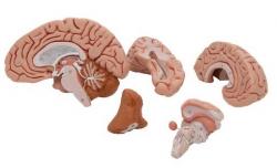 Model - Mozog 5-dielny, s magnetmi na uchytenie na magnetick tabuu