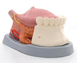 Model - Jazyk, 4-dielny, 2.5-nsobne zven