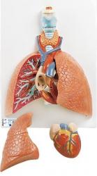 Relifny model, 5-dielny - Pca s hrtanom