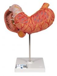 Model - aldok, 3-dielny