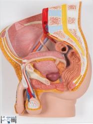 Relifny model - Panva mua