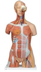 Model - Obojpohlavn torzo deluxe so svalmi, 31-dielne