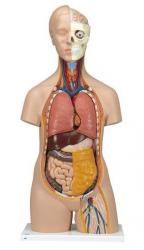 Model - Klasick torzo s hlavou, 12-dielne