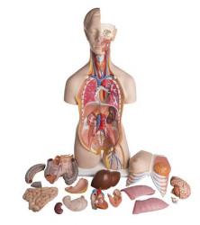 Model - Obojpohlavn torzo deluxe, 24-dielne