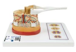 Model udskej miechy, 5x zven (3B Smart Anatomy)