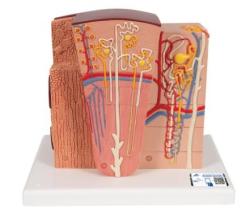 Model mikroskopickej truktry obliiek (3B MICROanatomy)