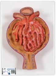 Model udskho Malpighiho telieska v oblike, 700x zven