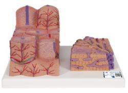 Model mikroskopickej truktry udskej peene (3B MICROanatomy)