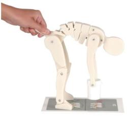 Model sprvnej techniky zdvhania bremena