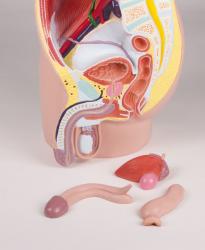 Musk panva, ivotn vekos, 4 asti