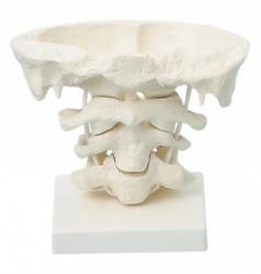 Modely krnch stavcov