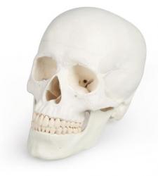 Model lebky EZ, 3-dielny model (s anatomickou aplikciou rozrenej reality)