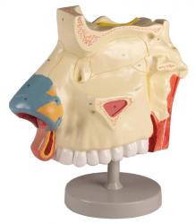 Nosov dutina, 3-dielny model