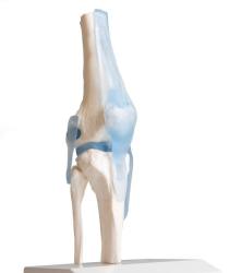 Model Kolenn kb s vzmi so stojanom - pohybliv