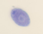 Chlamydomonas, w.m.