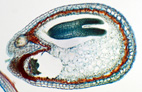 Capsella stredné embryo, sec.