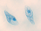 Euglena, w.m.