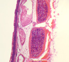 Priedunica, l.s.