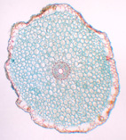Allium tuberosum koreò, c.s.