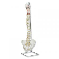 Flexibiln chrbtica