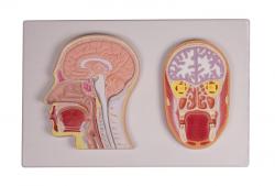 Frontlny a medilny relifny rez hlavou  EZ (rozren realita)