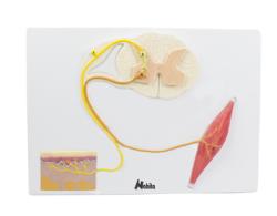 Model - Miecha, svaly a koa