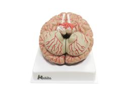 udsk mozog, 9 dielov