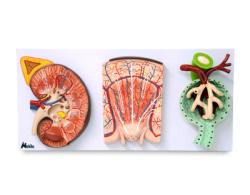 Model - Oblika, oblikov teliesko a nefrn