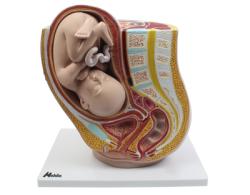 Model - Tehotensk panva