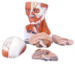 Model - hlavov a krn svalstvo