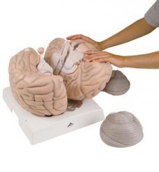 Model - Mozog, 14-dielny; 2,5x zven