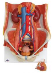 Model - Vyluovacia sstava, obojpohlavn, 6-dielna