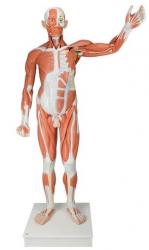 Model - Svalstvo mua, 37-dielny model v ivotnej vekosti