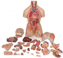 Model - Obojpohlavn torzo deluxe s otvorenou chrbtovou asou, 28-dielne